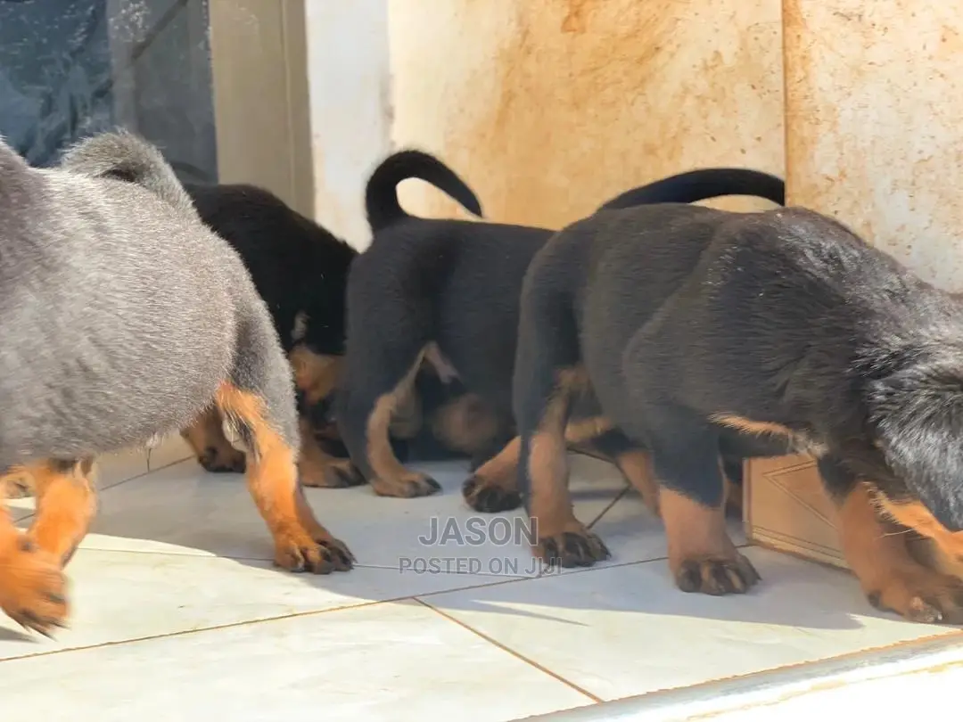 1-3 months Female Purebred Rottweiler