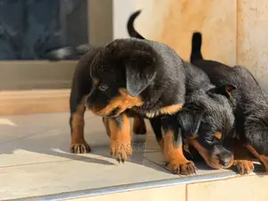 1-3 months Female Purebred Rottweiler