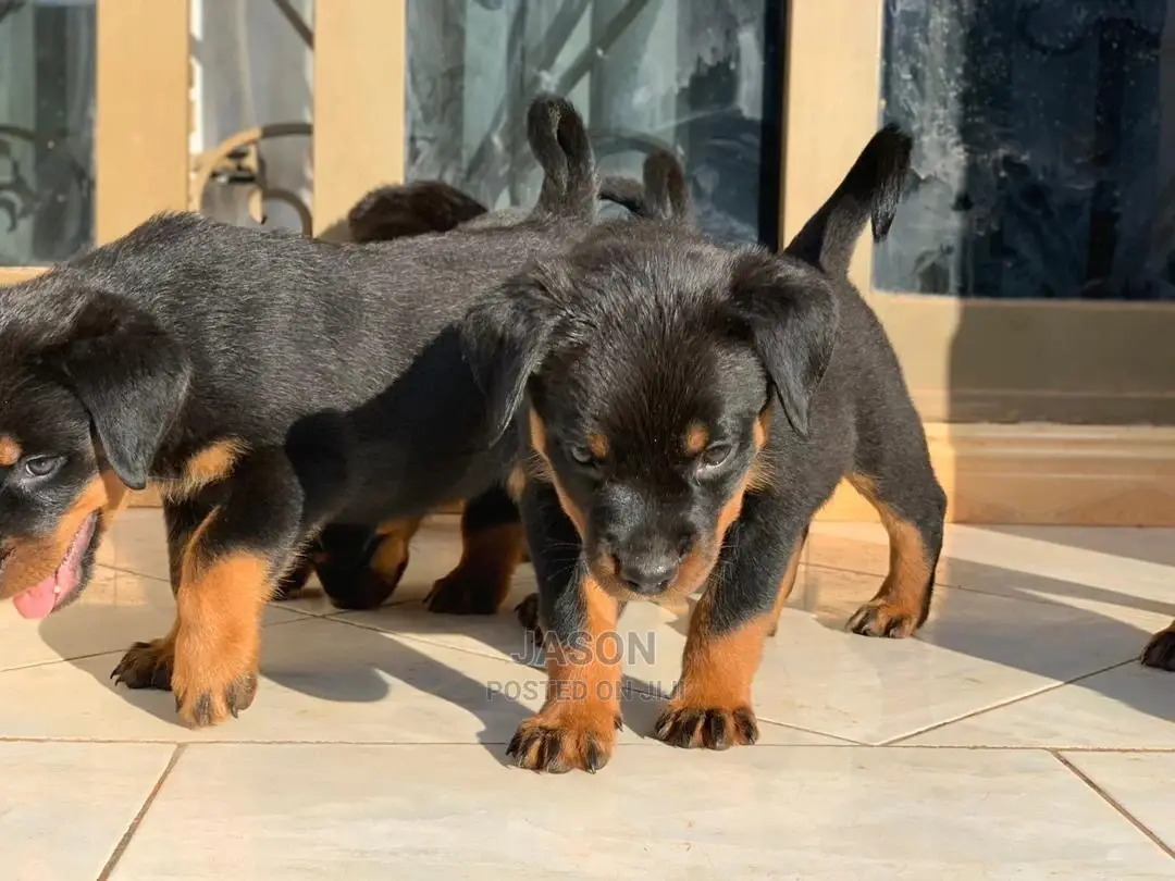 1-3 months Female Purebred Rottweiler
