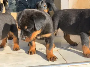 1-3 months Female Purebred Rottweiler