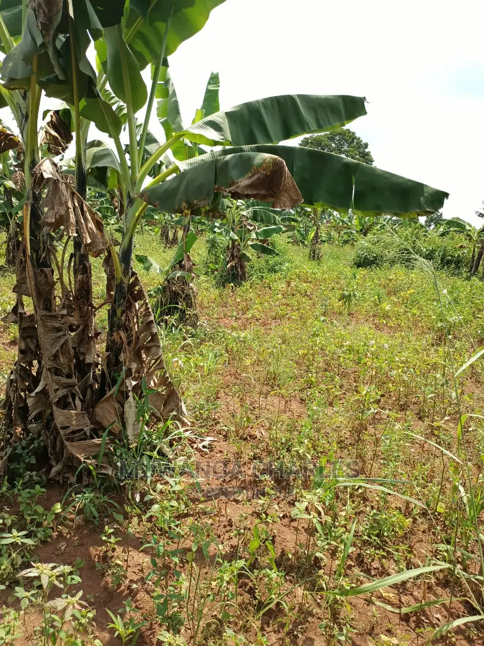 2acres for Sale at Busika