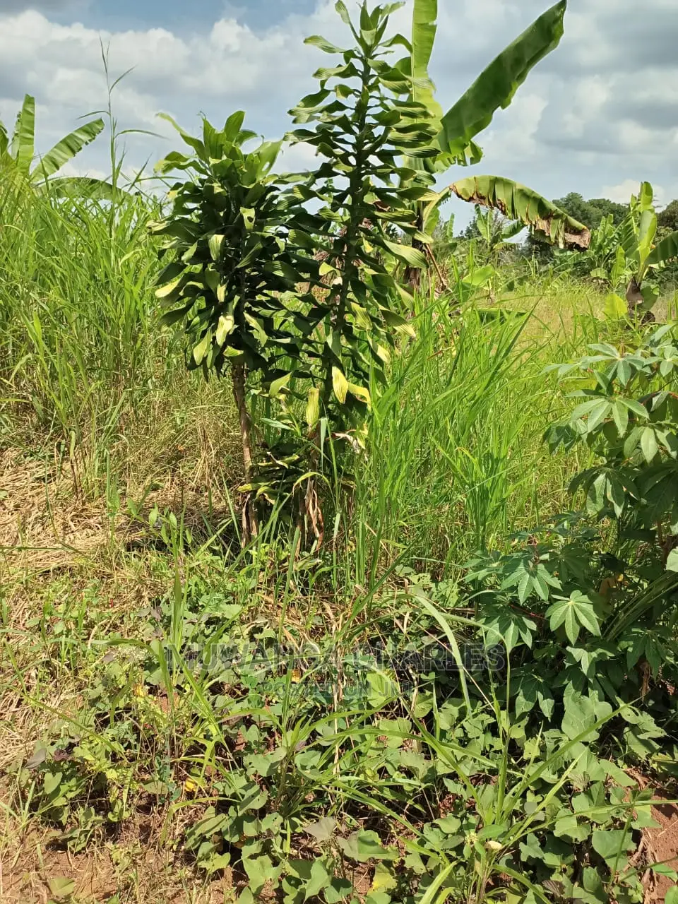 4acres of Land for Sale at Busika