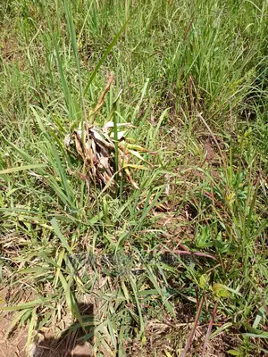 4acres of Land for Sale at Busika