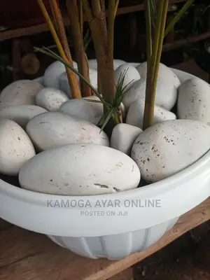 White /Lake Stones and Pebbles