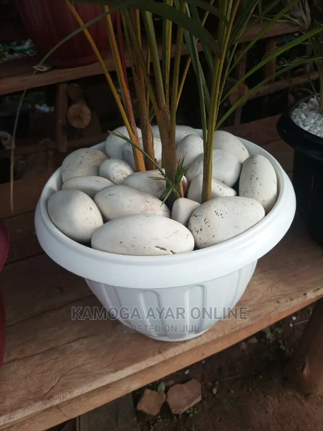 White /Lake Stones and Pebbles