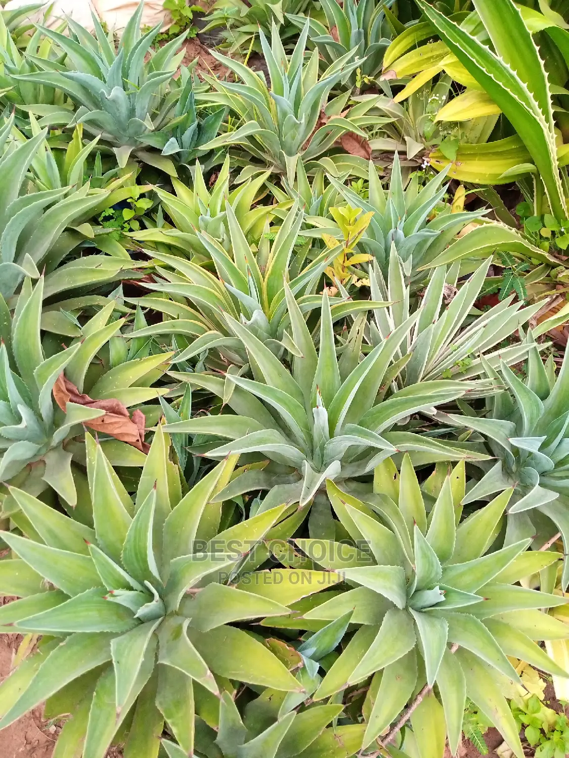 Your Favorite Flowers and Plants at Our Fully Stocked Garden