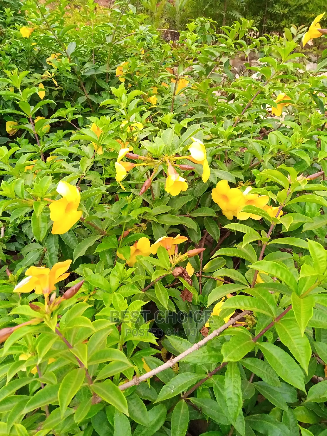 Your Favorite Flowers and Plants at Our Fully Stocked Garden