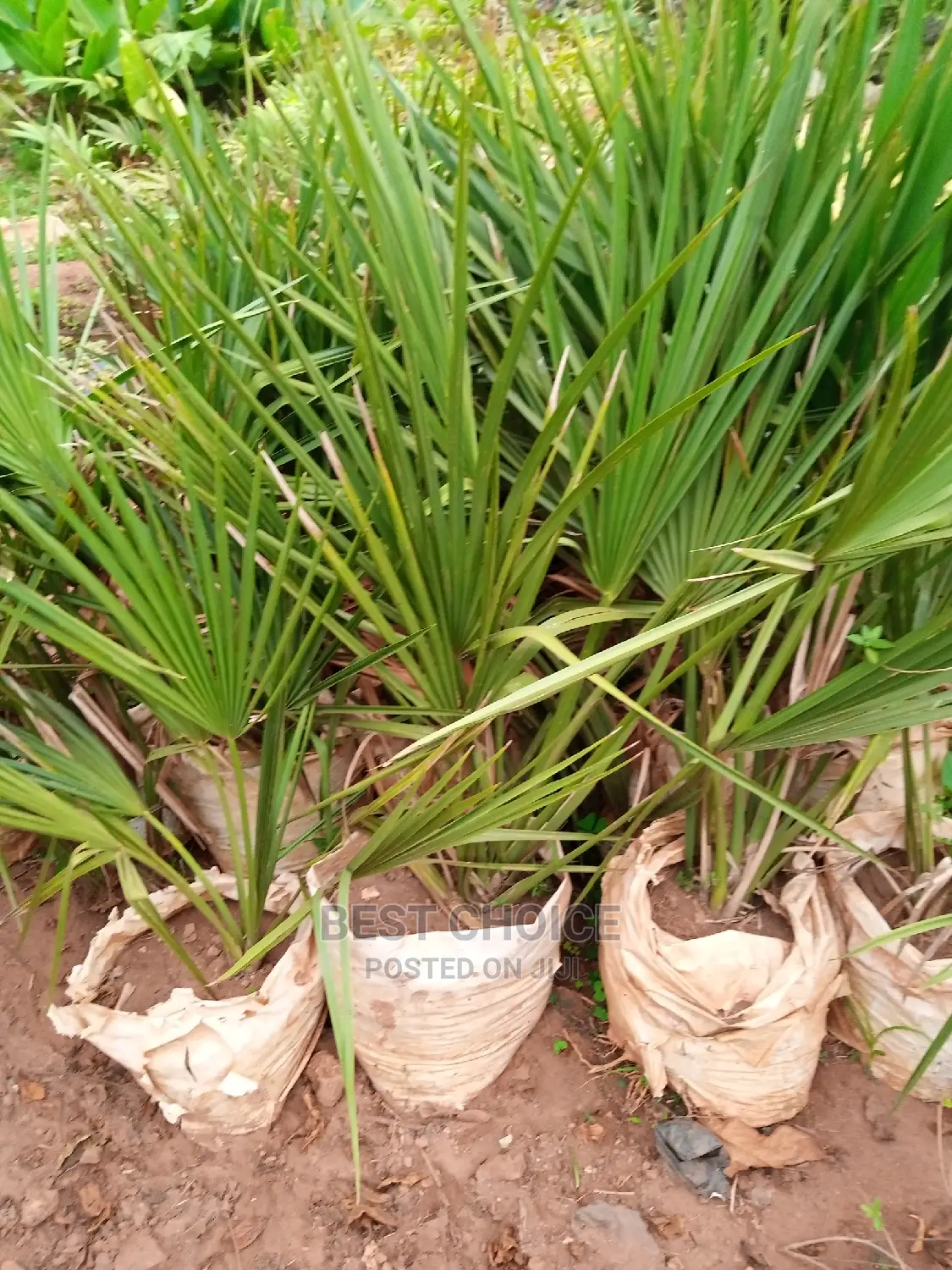 Your Favorite Flowers and Plants at Our Fully Stocked Garden
