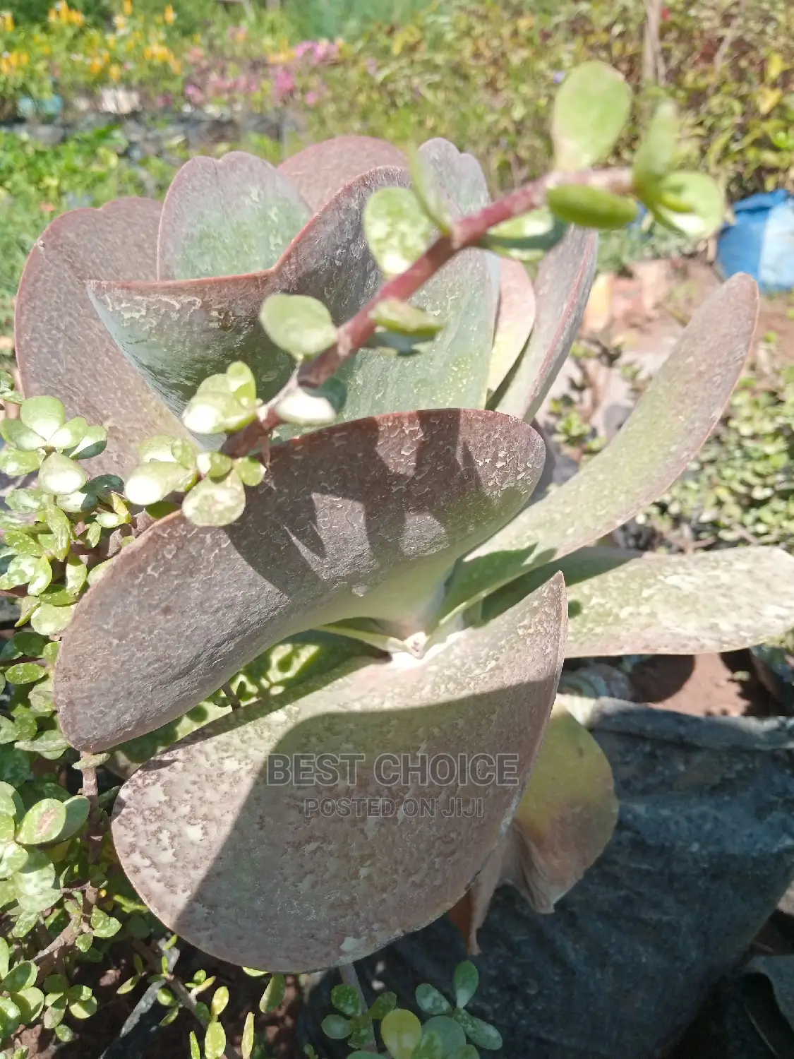 Your Favorite Flowers and Plants at Our Fully Stocked Garden