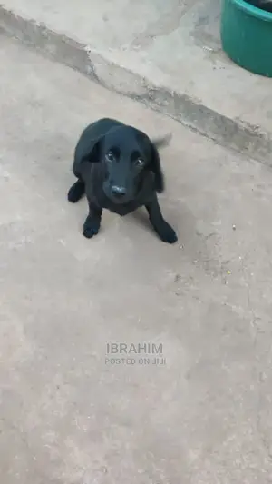 1-3 months Male Purebred Labrador Retriever