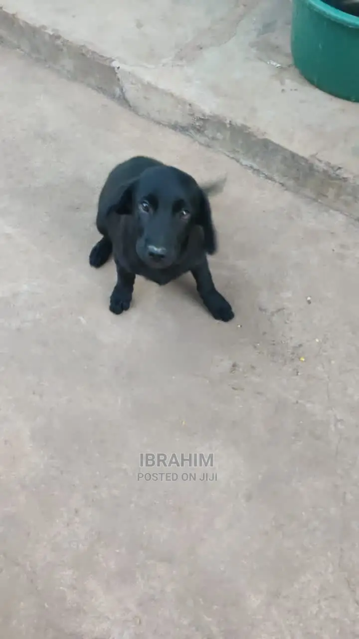 1-3 months Male Purebred Labrador Retriever