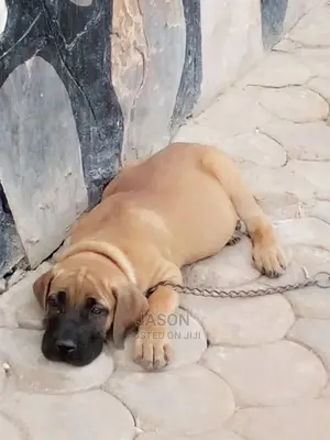 1-3 Month Male Purebred Boerboel