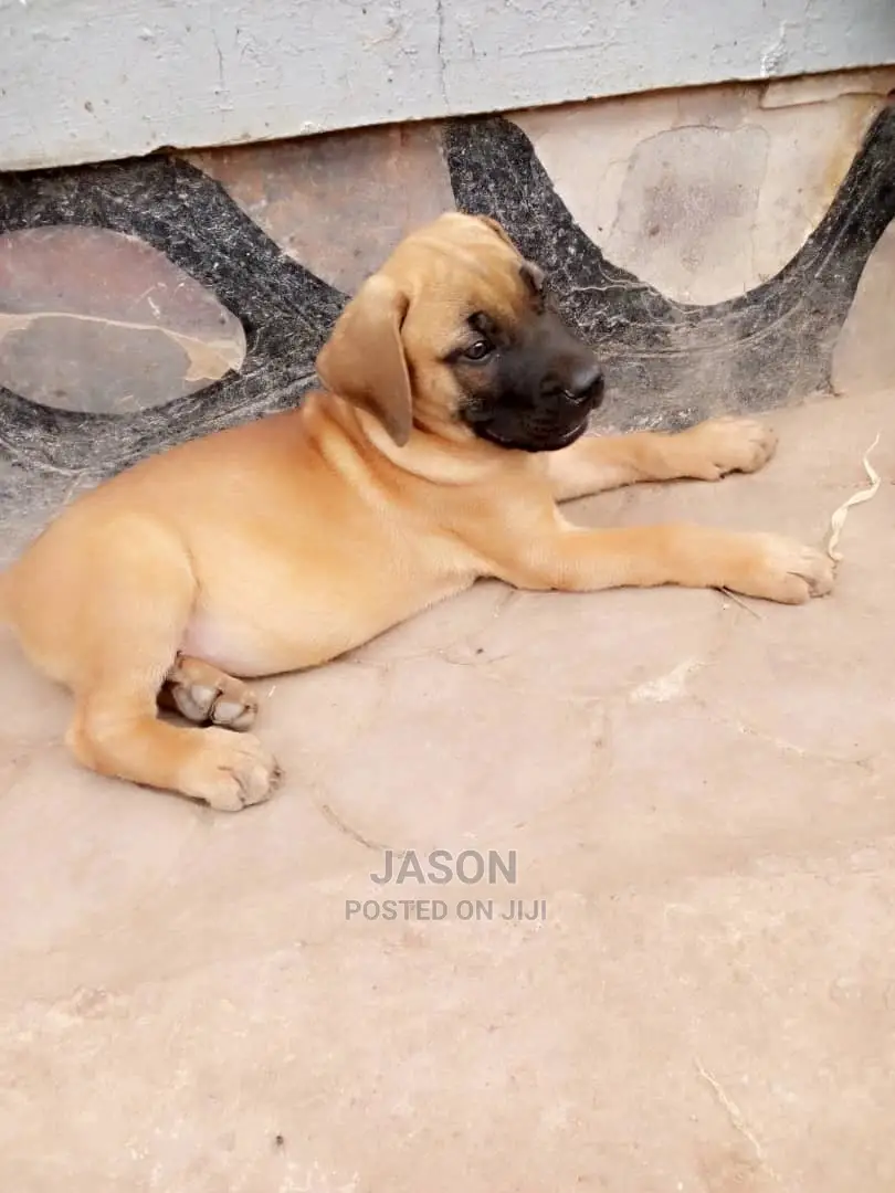 1-3 Month Male Purebred Boerboel