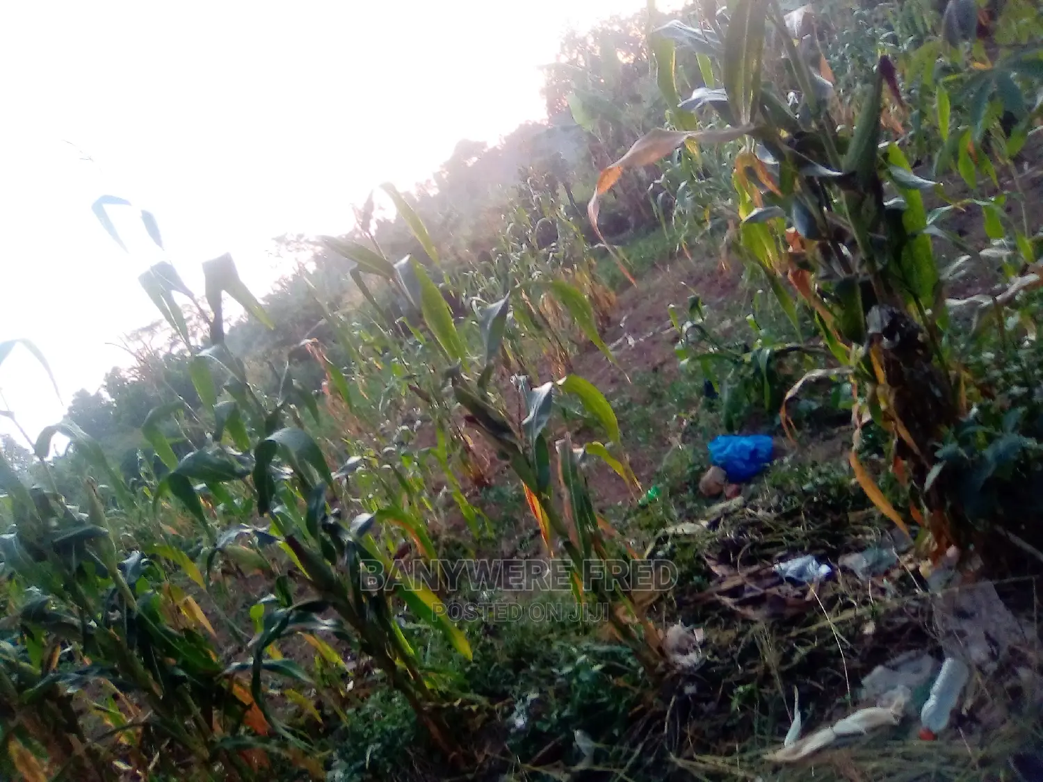 4 Acres of Land for Sale in Nkokonjeru