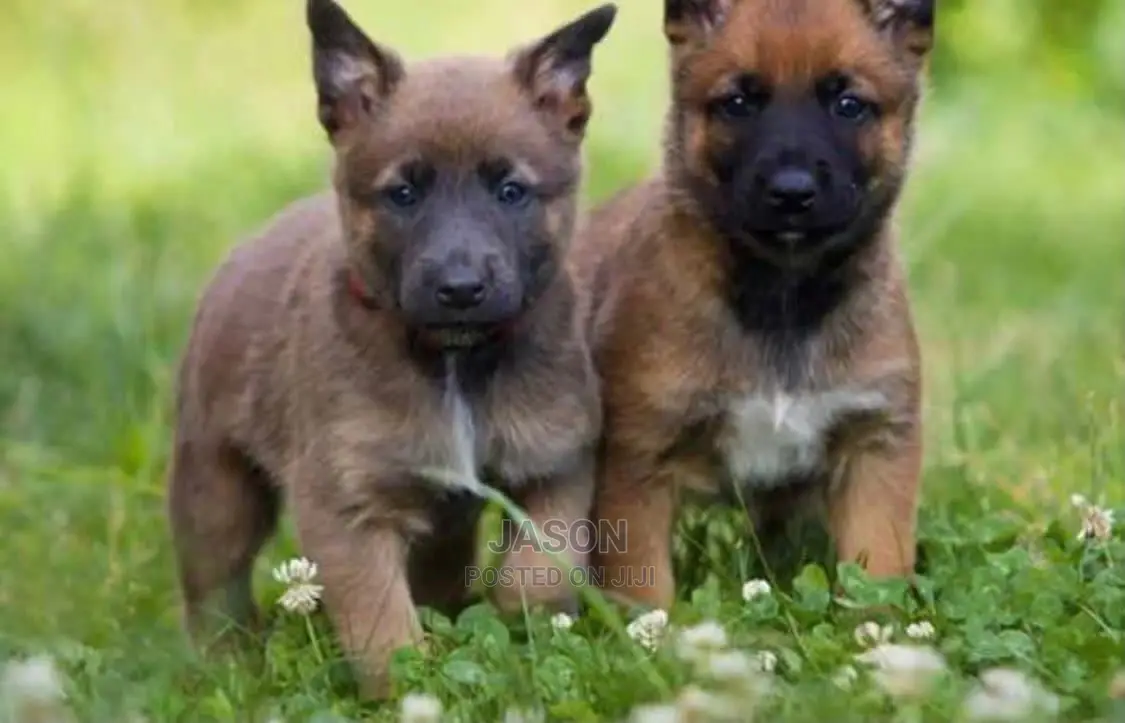 1-3 Month Male Purebred Belgian Malinois