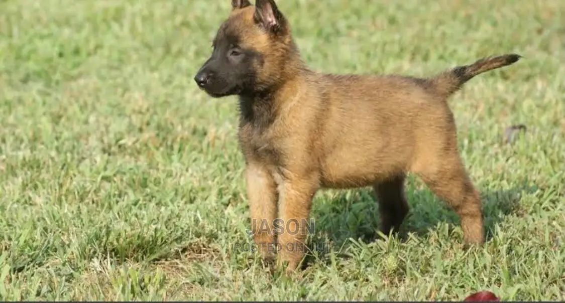 1-3 Month Male Purebred Belgian Malinois