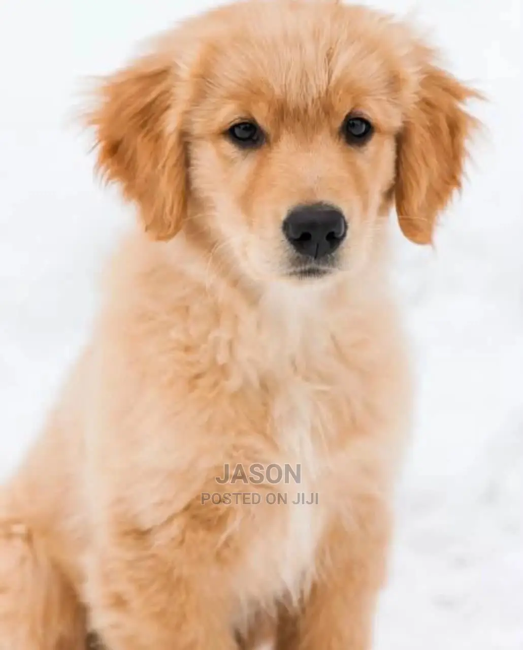 1-3 Month Female Purebred Golden Retriever