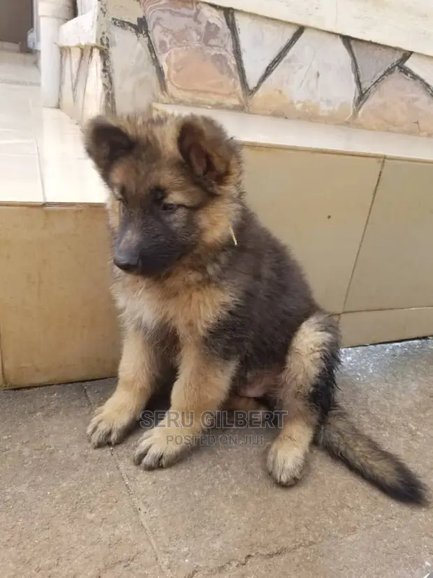 Herder Olx German Shepherd Puppies For Sale 1-3 Months Male