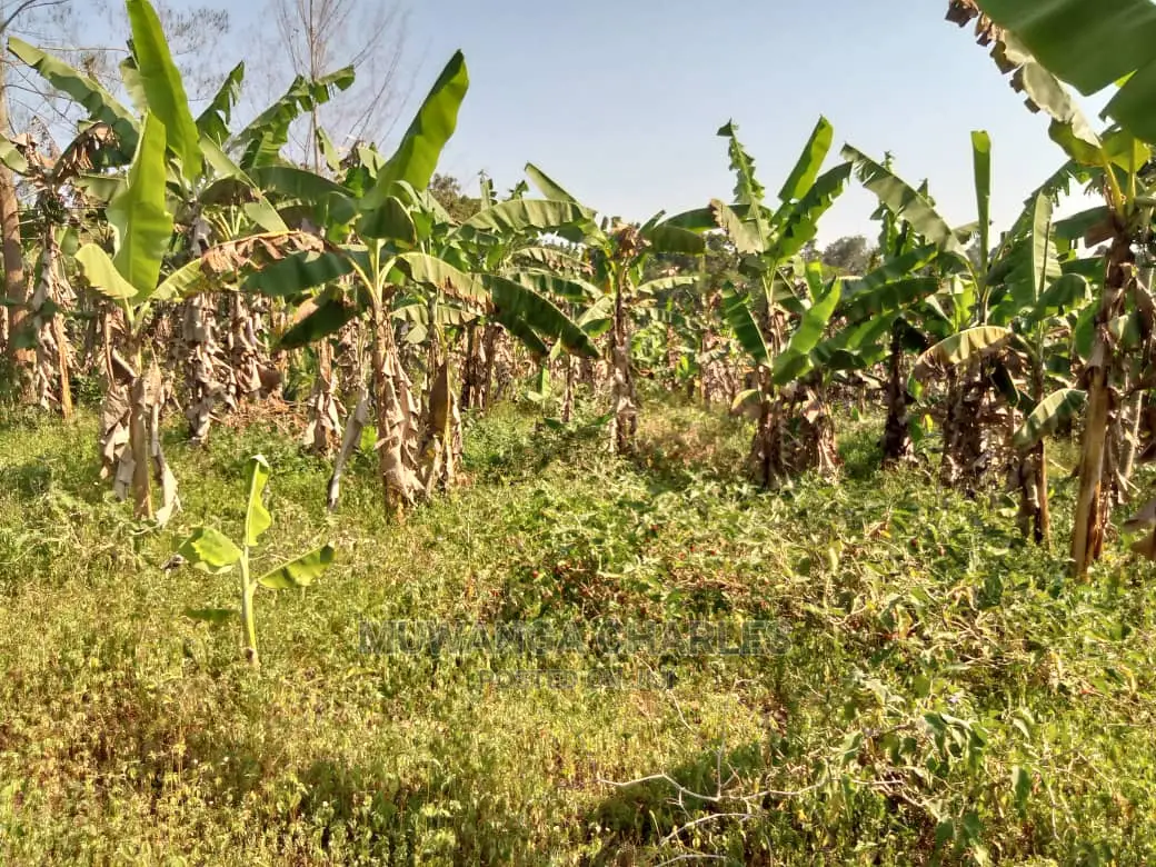 100by50ft Plot of Land for Sale Kiwenda