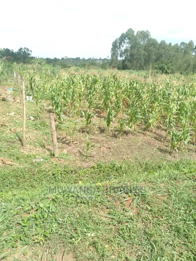 100by50ft Plot of Land for Sale at Gayaza Namulonge