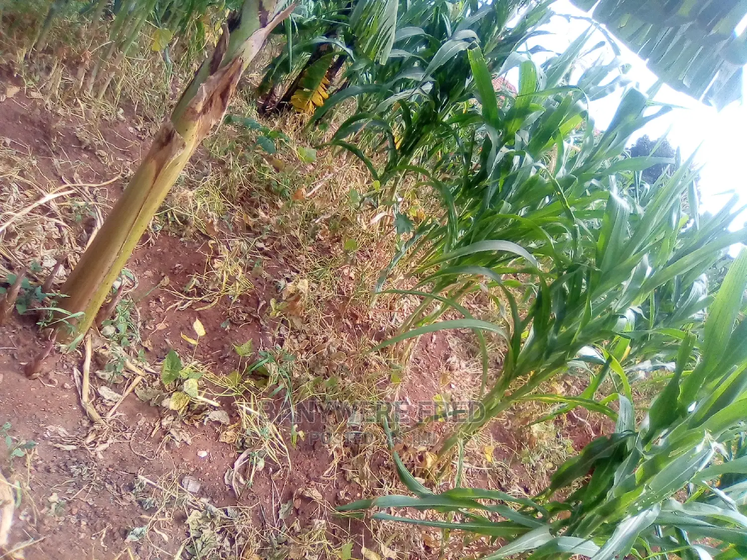 3acres of Farmland for Sale in Busunju