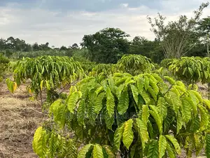 5acres for Sale at Janda Zirobwe