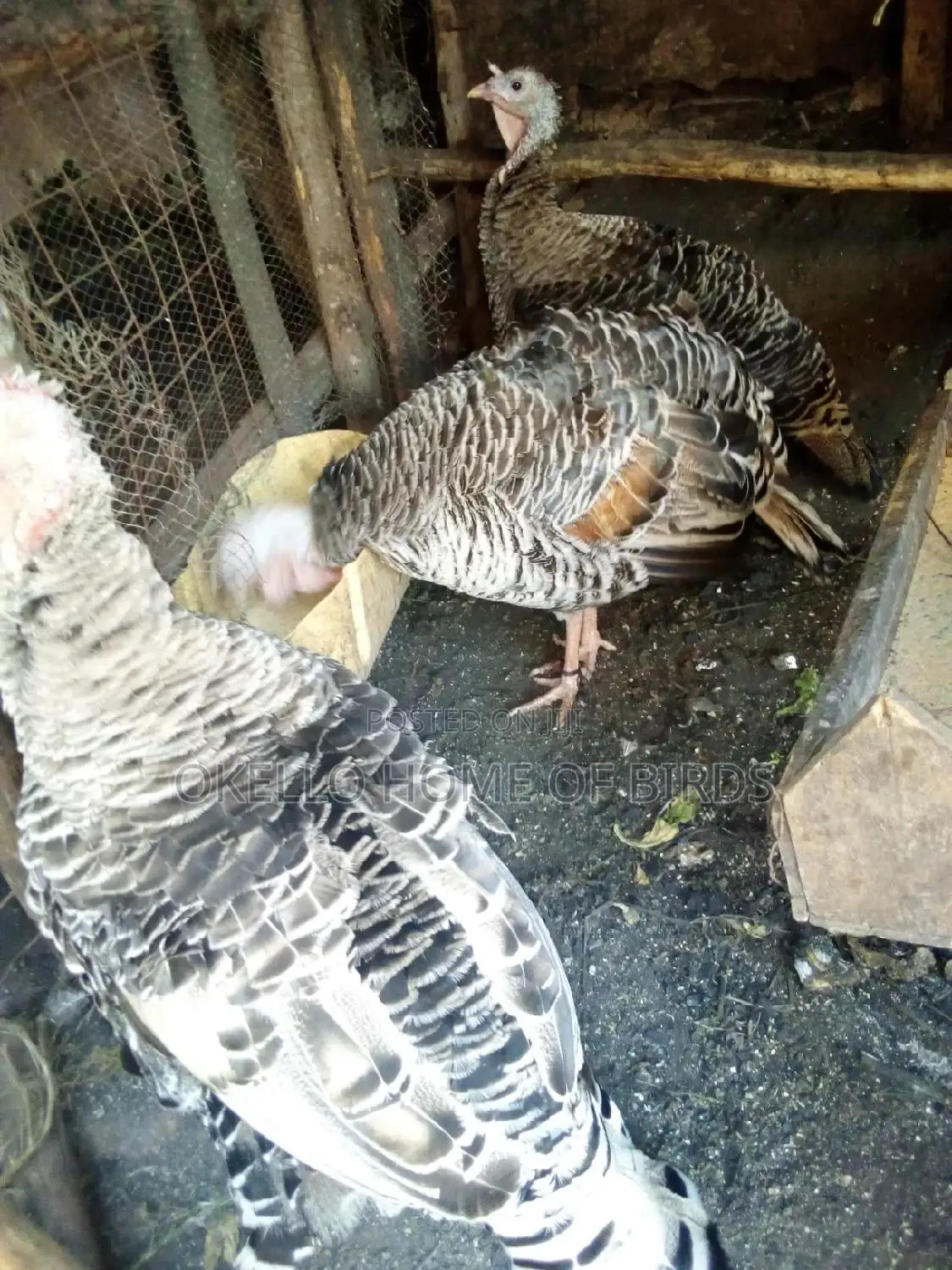Female Turkeys for Meat and Rearing