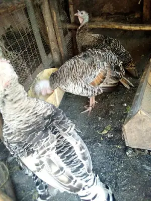Female Turkeys for Meat and Rearing