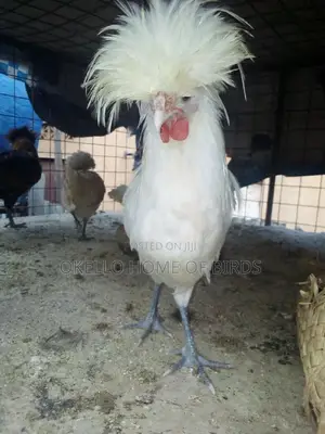 Polish Chickens for Breeding