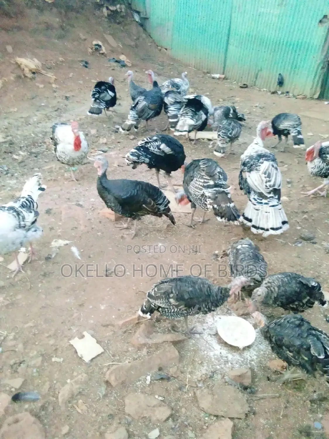 Turkeys for Meat and Rearing for Sell