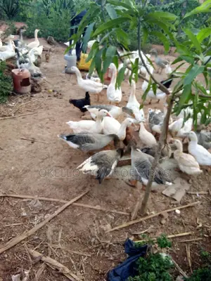 Geese for Meat, Rearing and Security