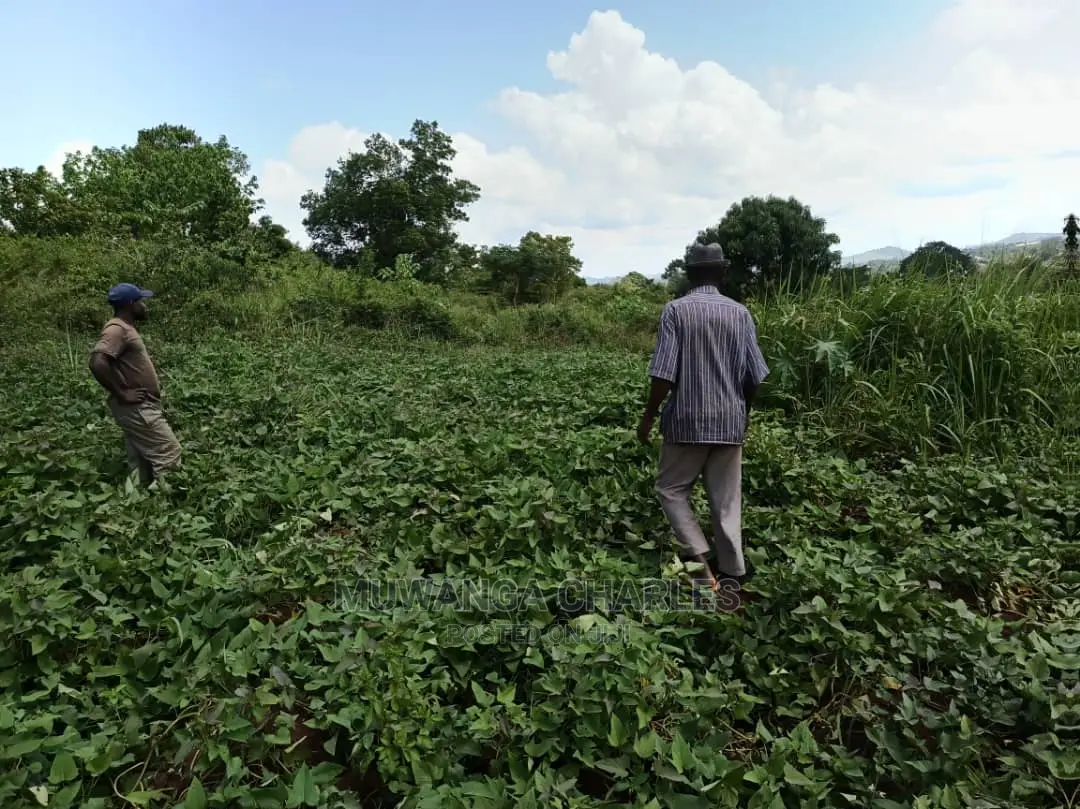 20acres for Sale at Luwero