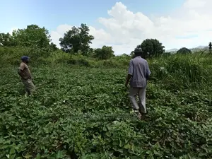 20acres for Sale at Luwero