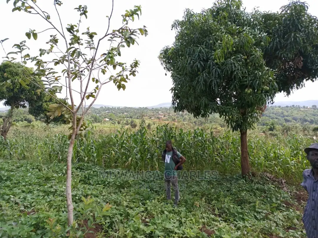 20acres for Sale at Luwero
