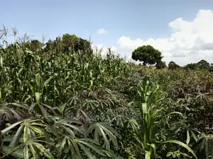 20acres for Sale at Luwero