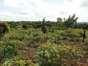 20acres for Sale at Luwero