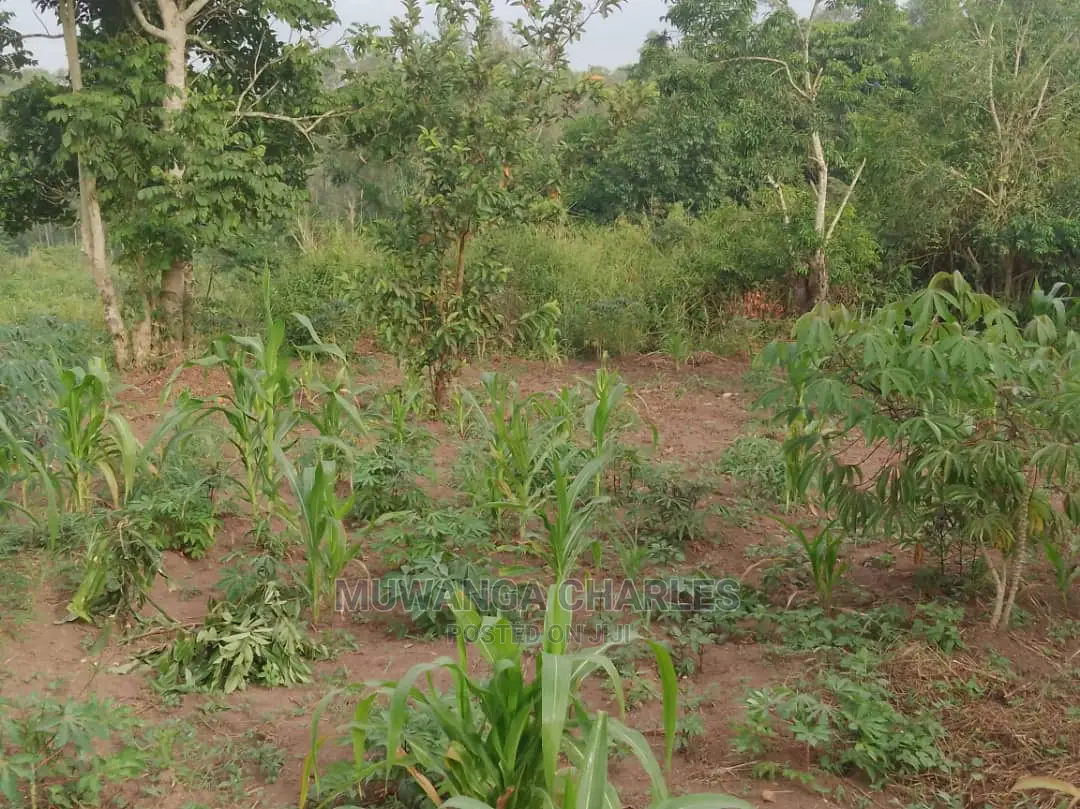 12decimals Plot of Land for Sale at Busukuma