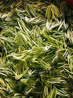 Green Vanilla Pods
