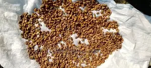 Dry Cocoa Beans