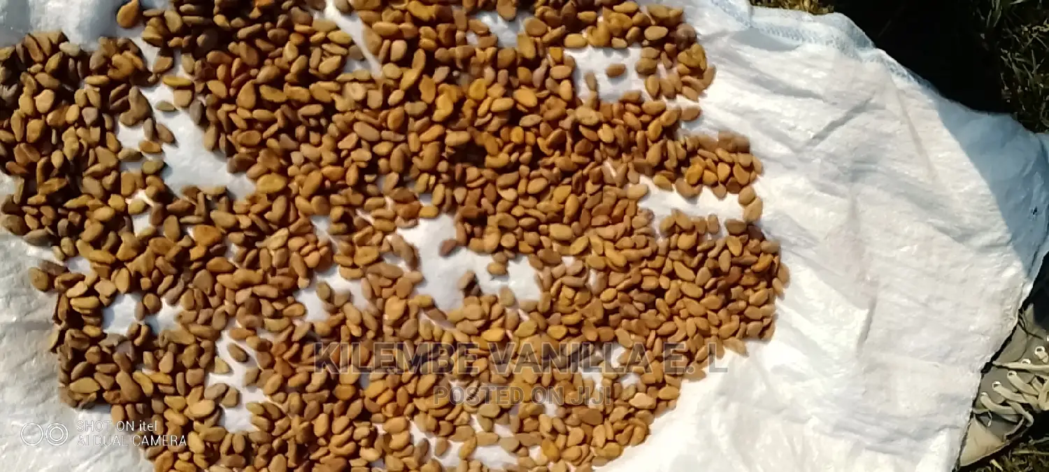 Dry Cocoa Beans