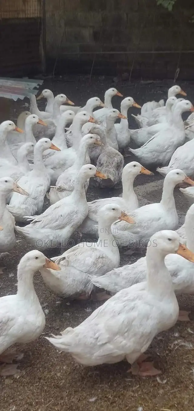 Pekin Ducks for Meat