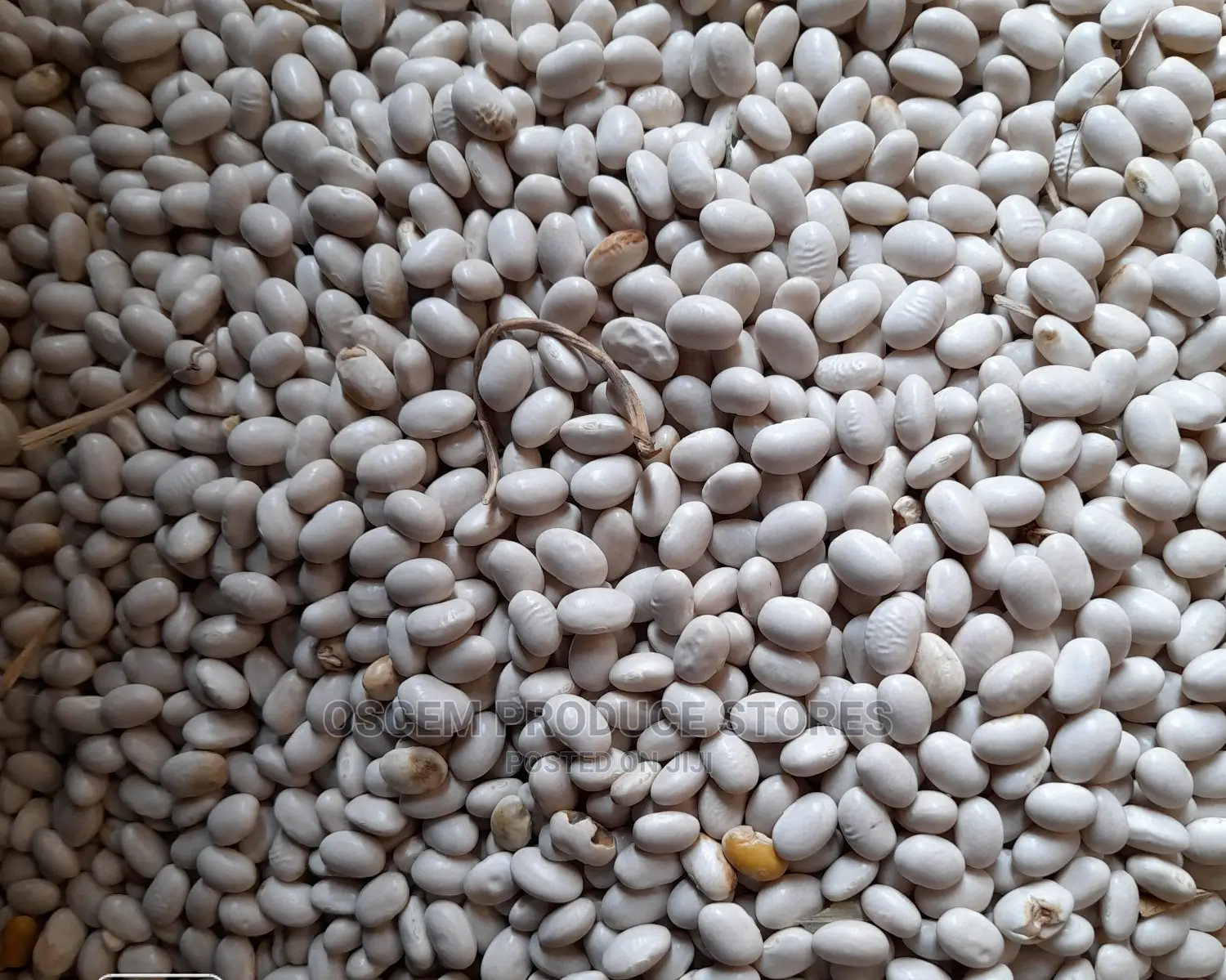 Well Sorted White Beans