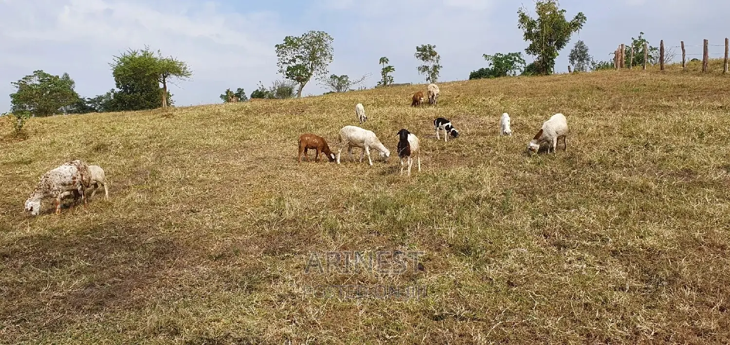 New Hampshire Sheep.