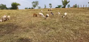 New Hampshire Sheep.