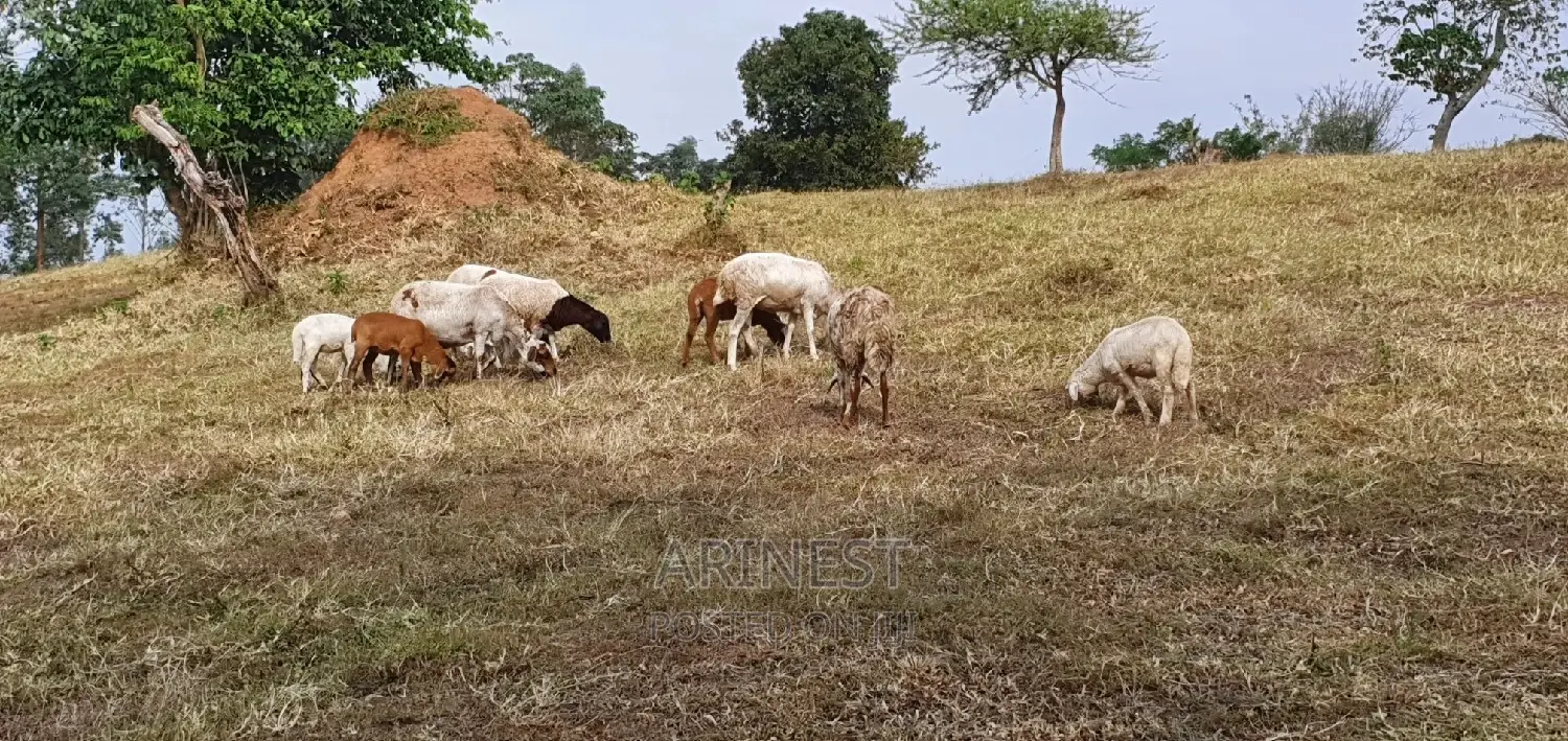 New Hampshire Sheep.