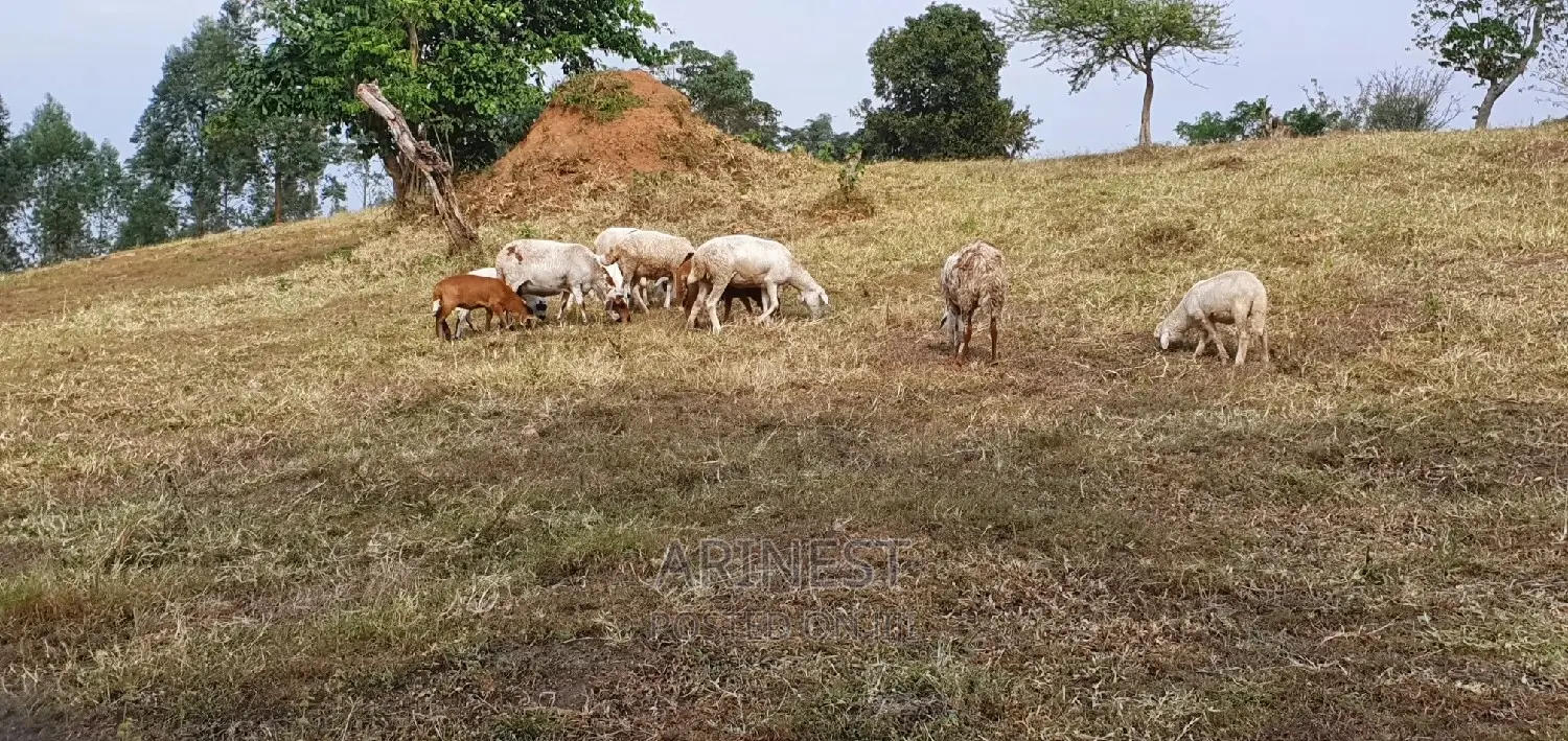 New Hampshire Sheep.