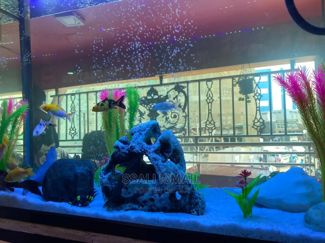 Best With Proper Aquatic Castles and Selective Plants