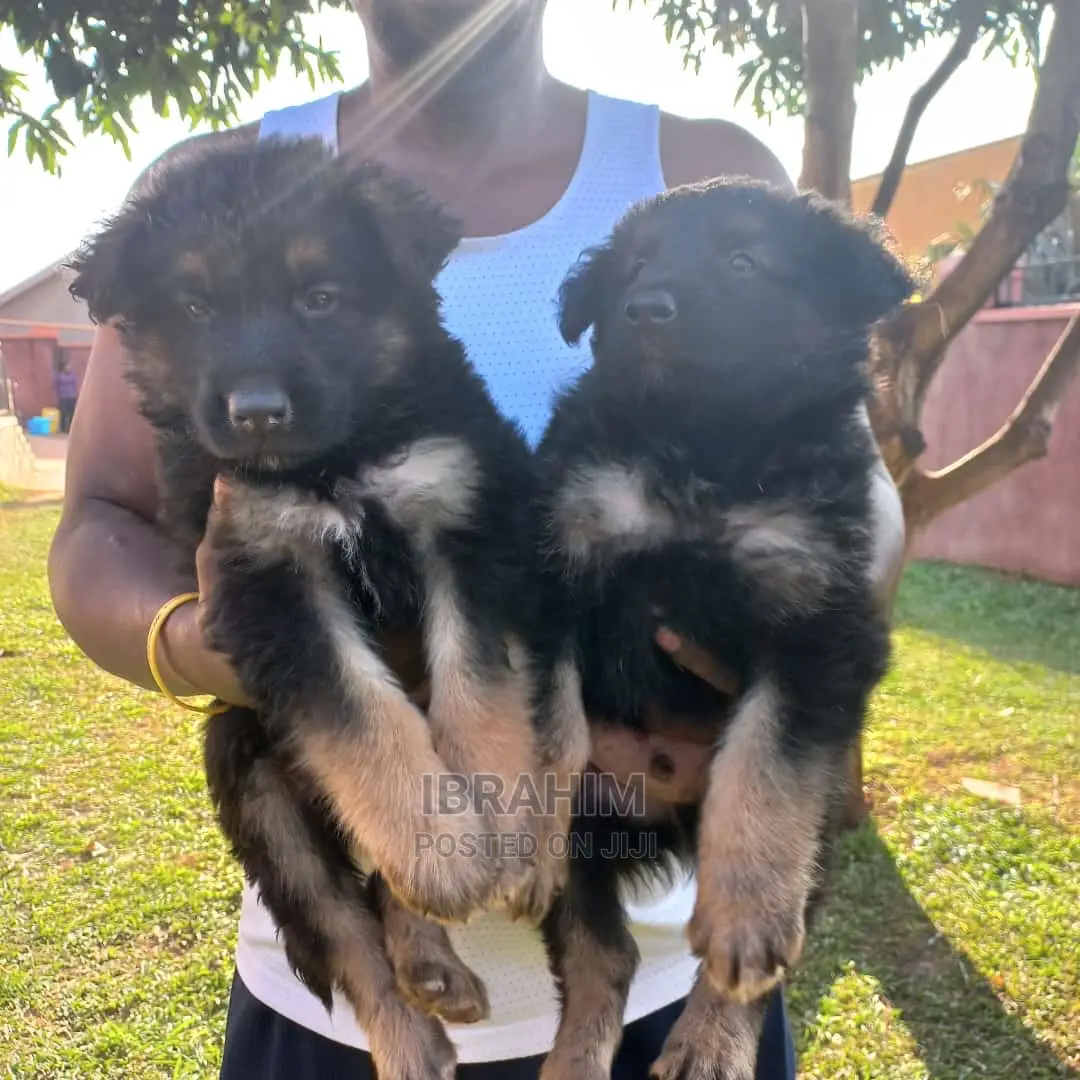 1-3 Months Male Purebred German Shepherd