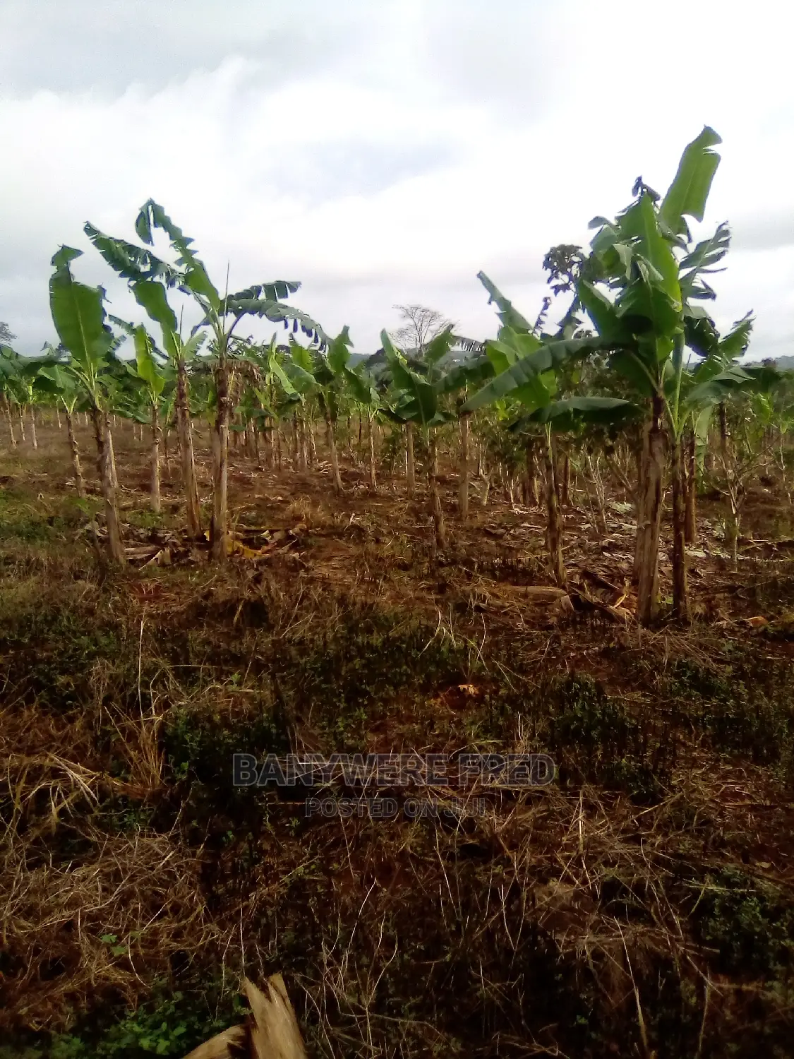 4.5acres of Farmland for Sale in Nagojje Nkokojeru