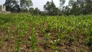 Residential Plot